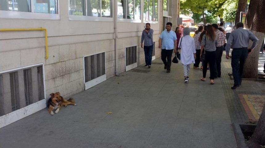 Aşırı Sıcaklarda Sokak Hayvanlarına Yardımcı Olalım Uyarısı