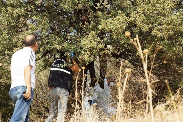 Aydın’da Ağaca Asılı Halde Erkek Cesedi Bulundu