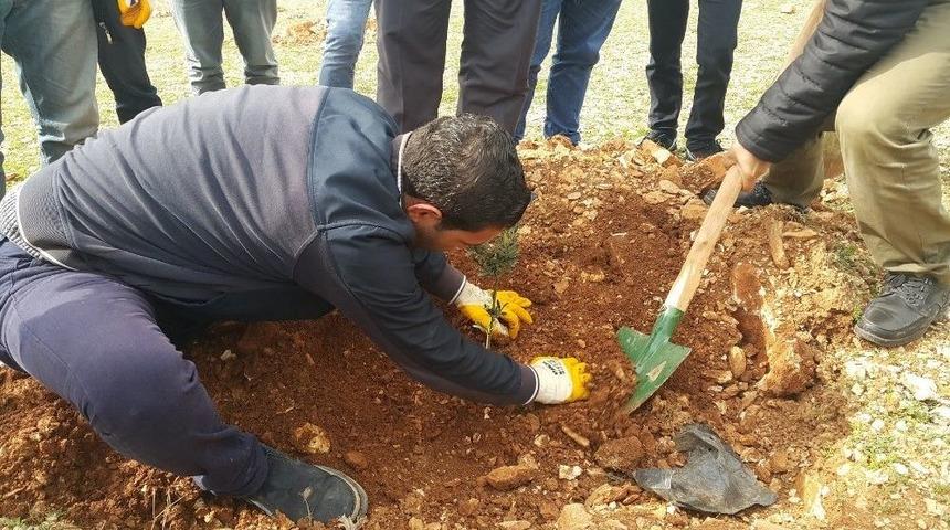 H&uuml;k&uuml;ml&uuml;ler Zeytin Fidanı Dikti