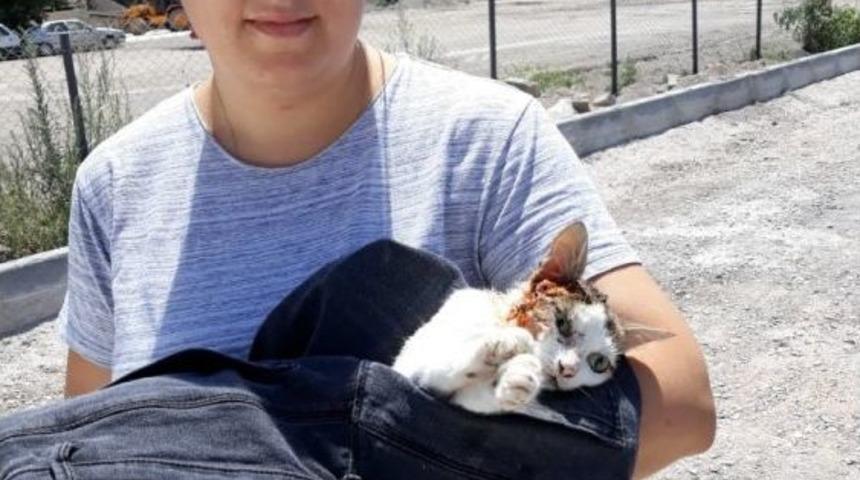 Köpeğin Isırıp Yaraladığı Kedi Tedavi Edildi