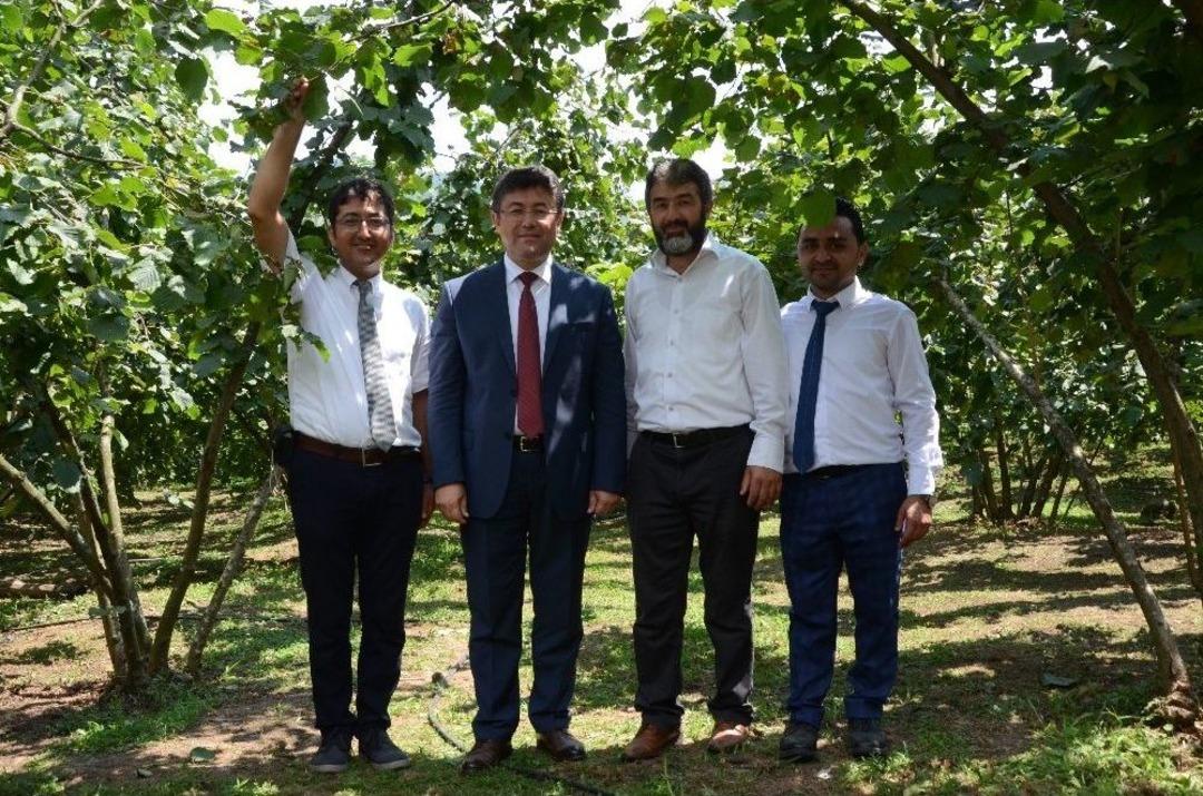 G&uuml;bretaş Model Bah&ccedil;e Uygulamasında Rekor Fındık