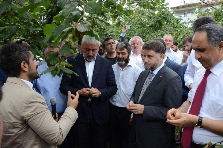 Gübretaş Model Bahçe Uygulamasında Rekor Fındık G4