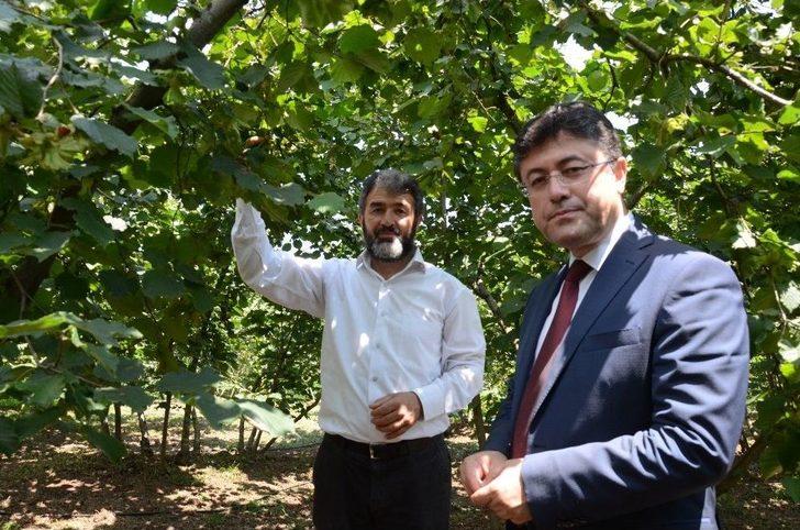 Gübretaş Model Bahçe Uygulamasında Rekor Fındık G5