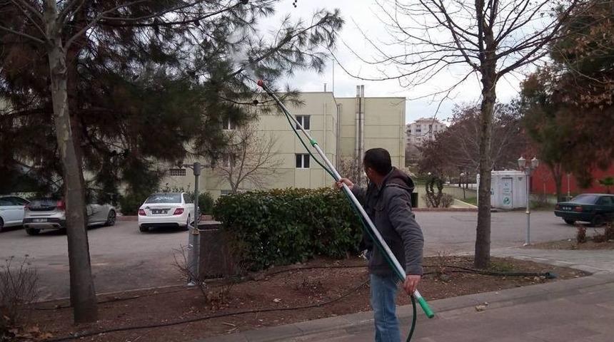 &Ccedil;am Ağa&ccedil;ları Zararlılardan Arındırıldı