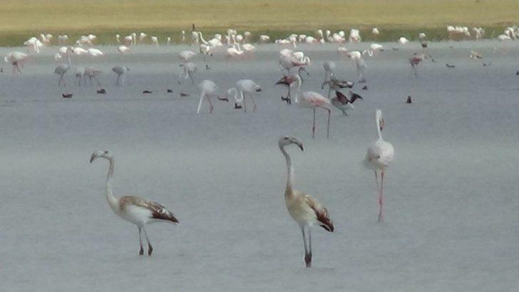 Kuruyan Göl, Kuş Cenneti Oldu G1