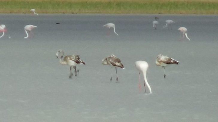 Kuruyan Göl, Kuş Cenneti Oldu G2