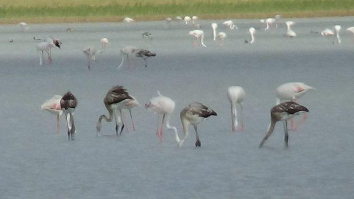 Kuruyan Göl, Kuş Cenneti Oldu G3
