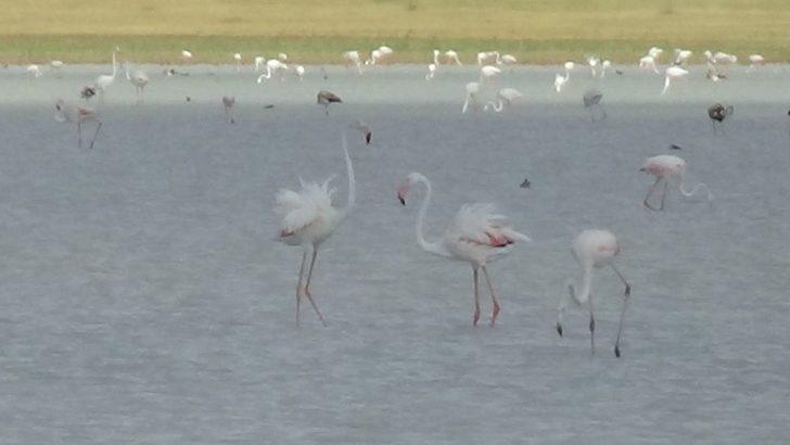 Kuruyan Göl, Kuş Cenneti Oldu G4