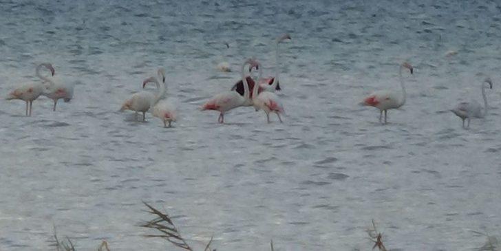 Kuruyan Göl, Kuş Cenneti Oldu G5