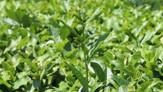 Dünyada Sadece Of’ta Üretiliyor