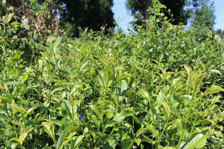 Dünyada Sadece Of’ta Üretiliyor G1