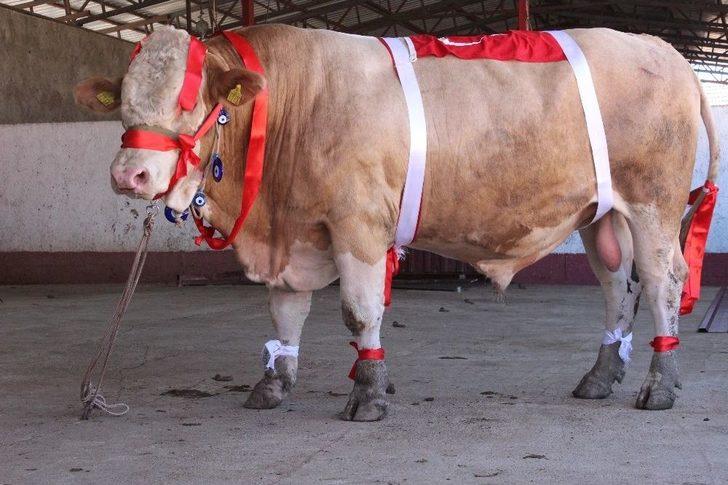 Bir Ton 170 Kilogramlık ’kral’ Görücüye Çıktı G1