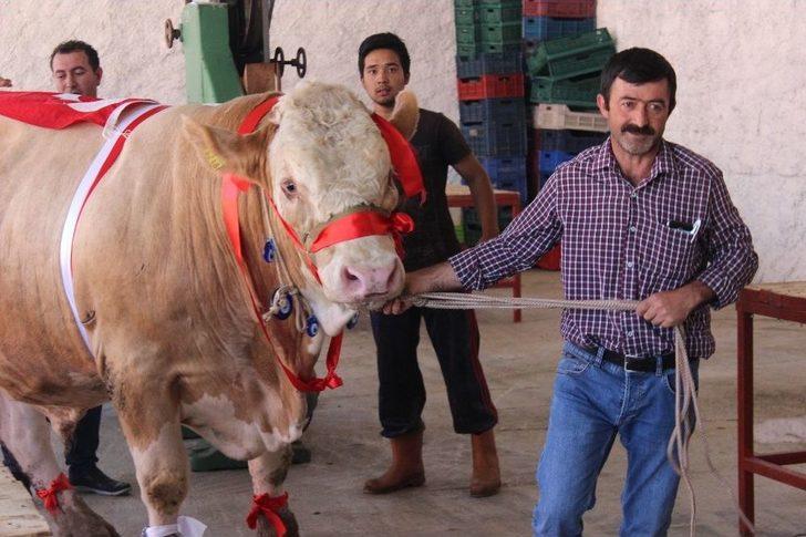 Bir Ton 170 Kilogramlık ’kral’ Görücüye Çıktı G3