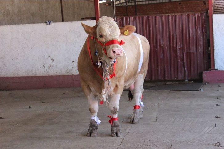 Bir Ton 170 Kilogramlık ’kral’ Görücüye Çıktı G4