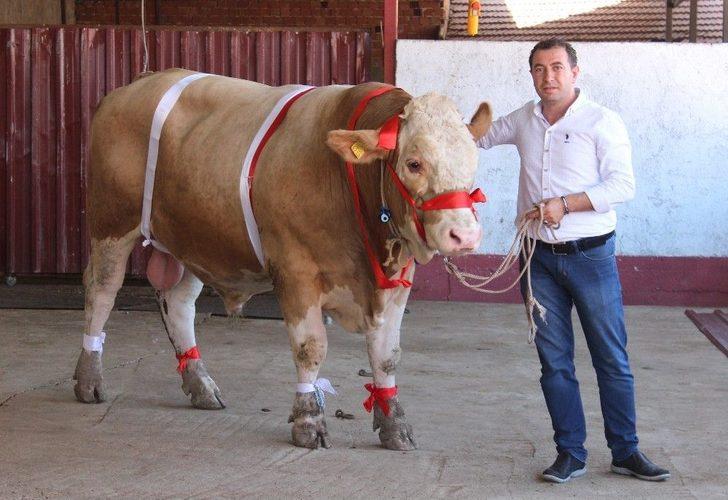 Bir Ton 170 Kilogramlık ’kral’ Görücüye Çıktı G5