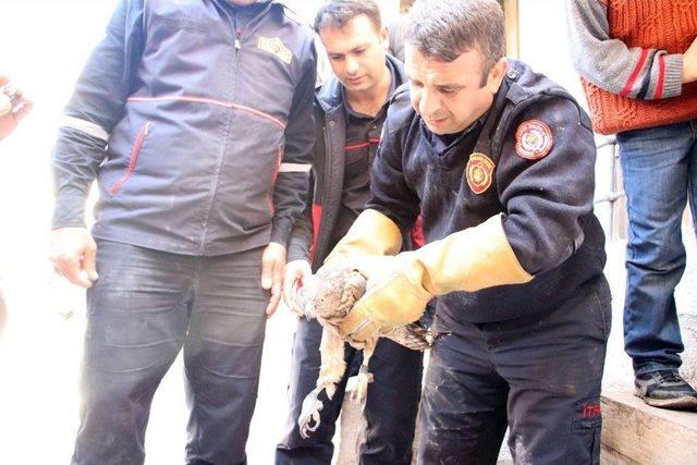 Ayağı Minare Alemine Takılan Şahin Kurtarıldı