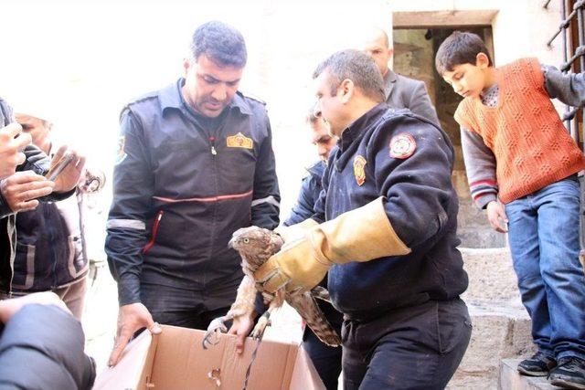 Ayağı Minare Alemine Takılan Şahin Kurtarıldı