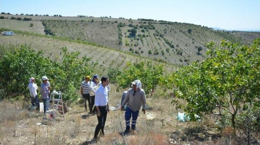 Selendi’de Antep Fıstığı Hasadı Başladı