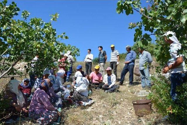 Selendi’de Antep Fıstığı Hasadı Başladı