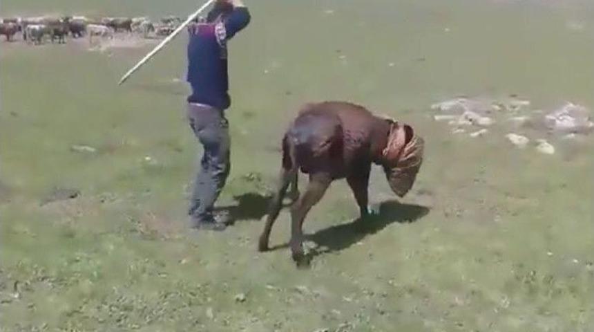 Eşeğe İşkence Yaptılar, Sosyal Medyada Paylaştılar