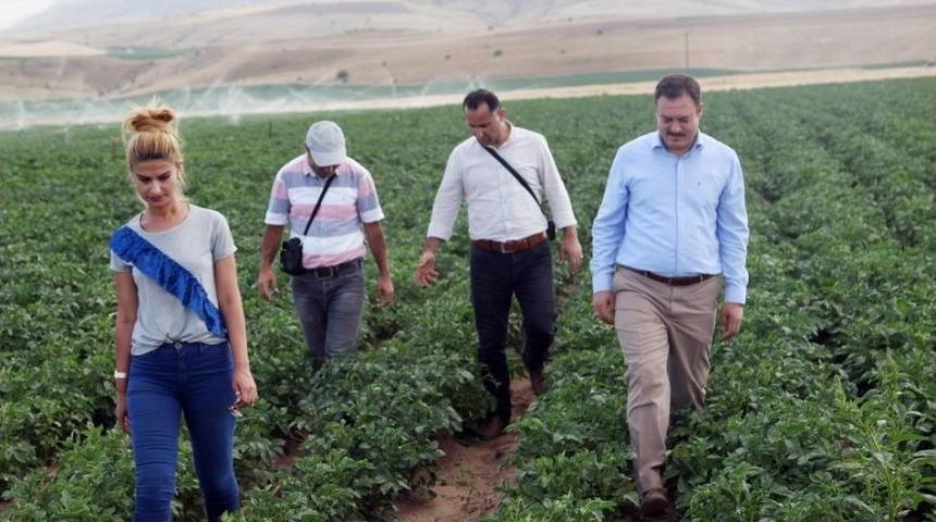 Patates Tohumunda Yüksek Verim Bekleniyor
