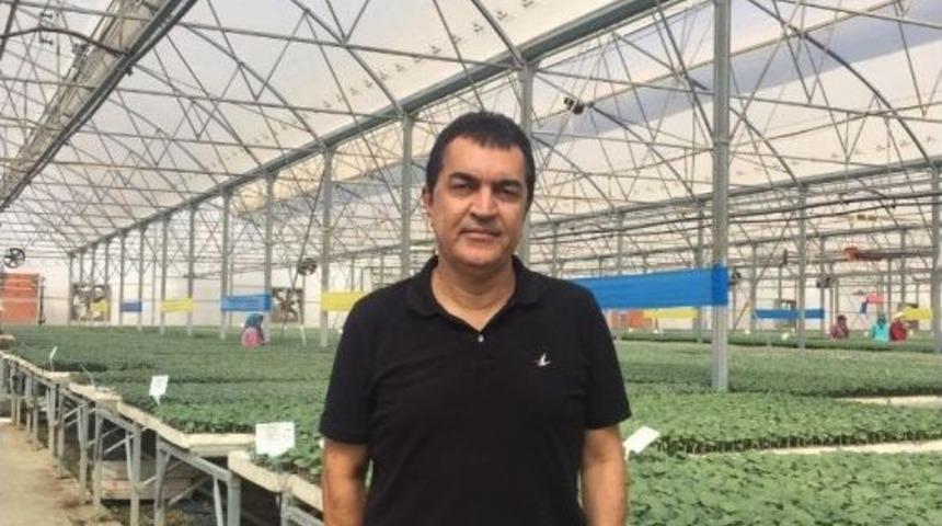 Domateste Amerikan Tohumu Kullanmayacak