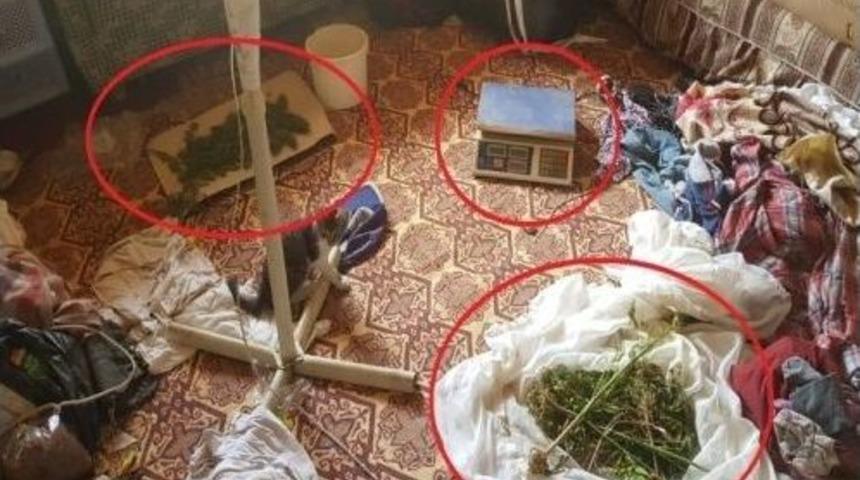 Hayvan Ağılında Kenevir Yetiştirdiler