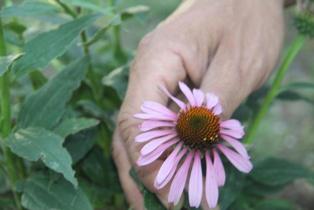 (tekrar) Karı Koca Birlikte Şifa Ekiyor