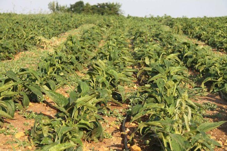 (tekrar) Karı Koca Birlikte Şifa Ekiyor G3