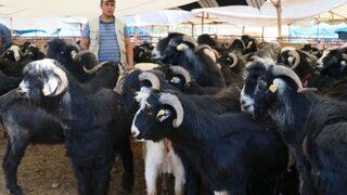 Adana’da Kurbanlıklar Pazardaki Yerlerini Aldı