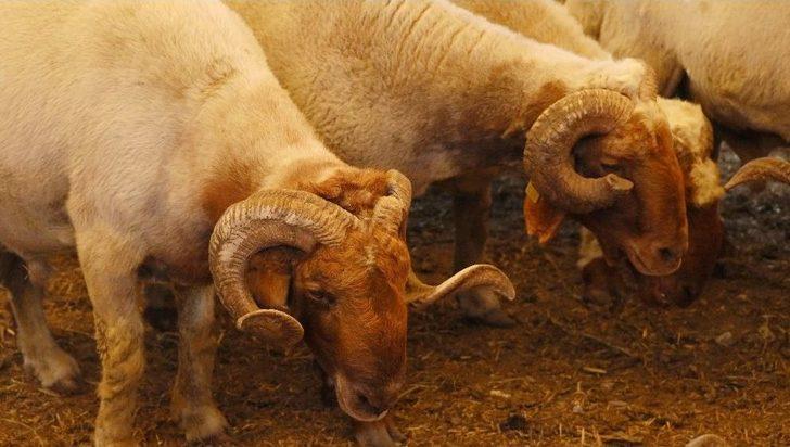 Adana’da Kurbanlıklar Pazardaki Yerlerini Aldı G2