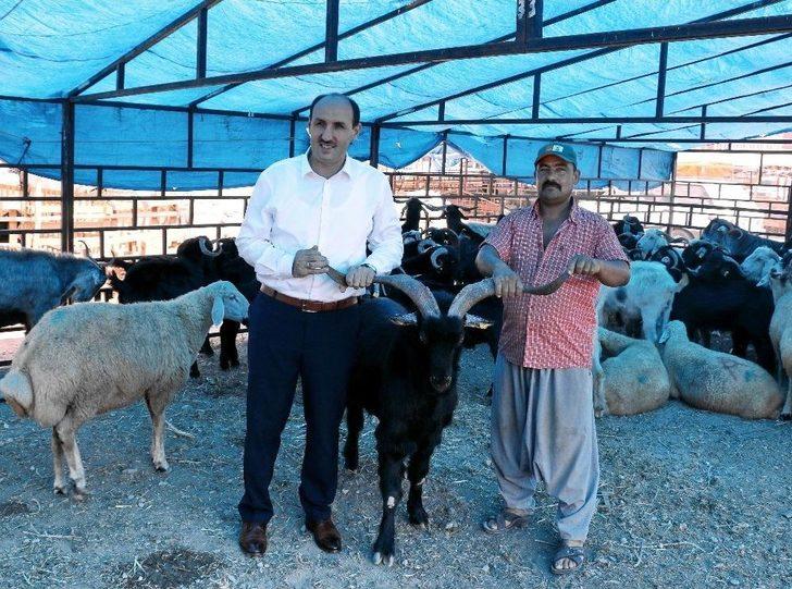 Adana’da Kurbanlıklar Pazardaki Yerlerini Aldı G4