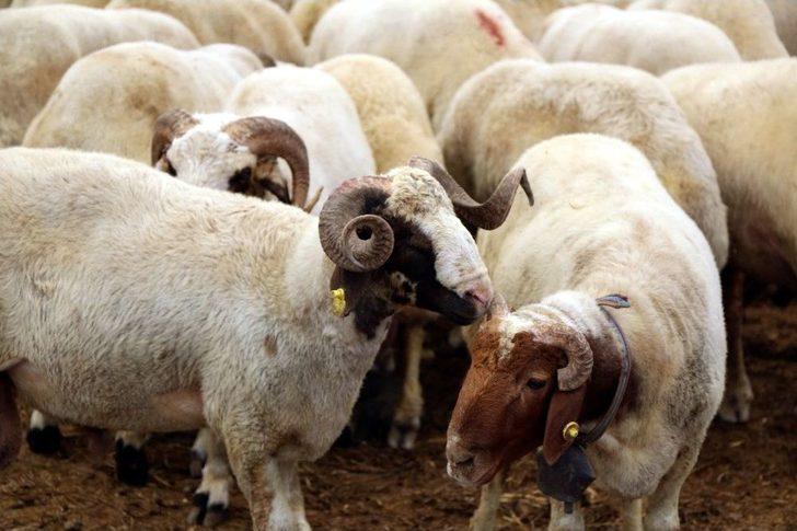 Adana’da Kurbanlıklar Pazardaki Yerlerini Aldı G5