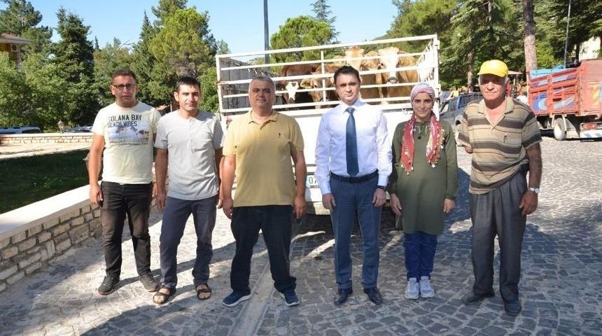 Akseki İl&ccedil;esinde Gen&ccedil; &Ccedil;ift&ccedil;ilere B&uuml;y&uuml;kbaş Hayvan Desteği