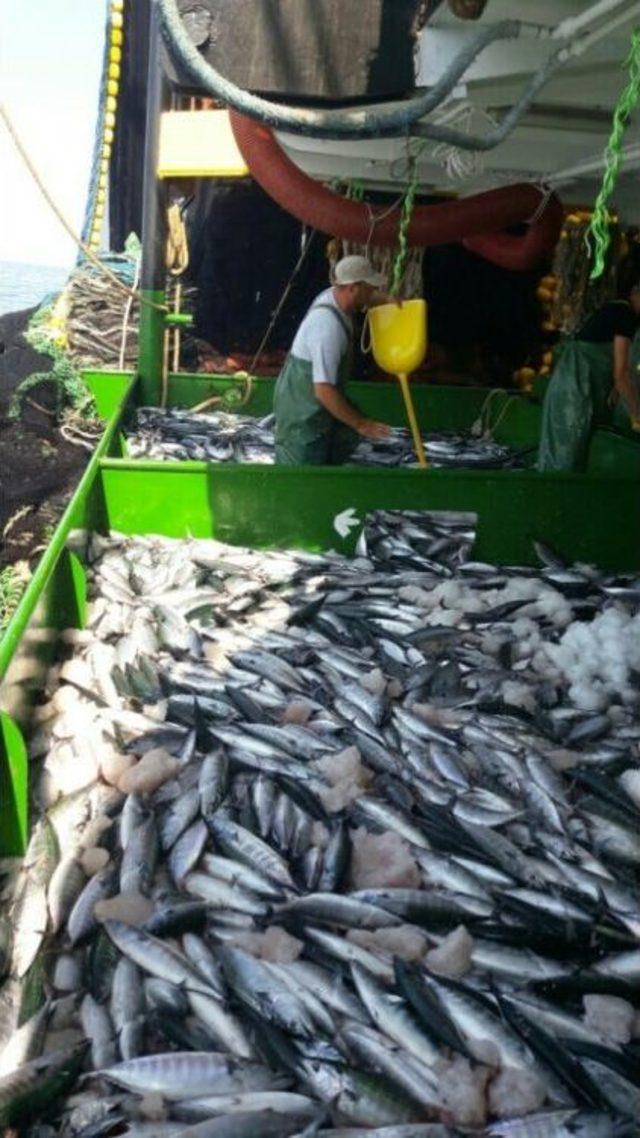 Karadeniz’den Palamut Fışkırdı