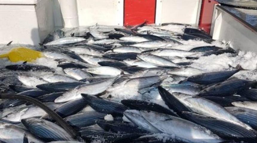 Karadeniz’den Palamut Fışkırdı