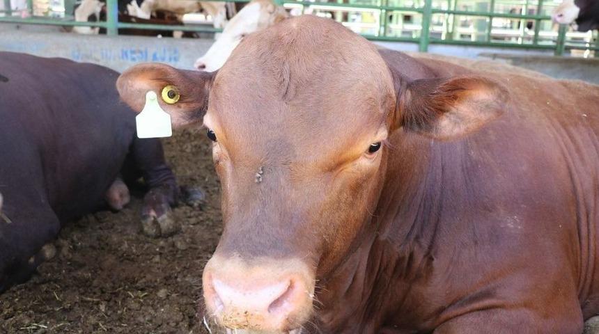 Malatya Hayvan Pazarında Bayram Hareketliliği