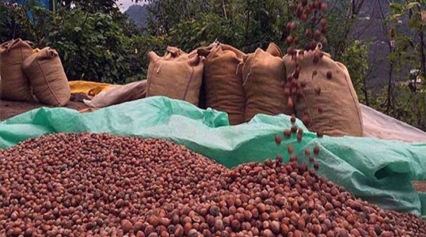 Fındık Fiyatları İ&ccedil;in İddialı Tahmin