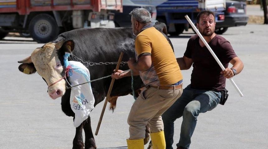 Firari Kurbanlıkların Peşine Yenimahalle Belediyesi D&uuml;şecek