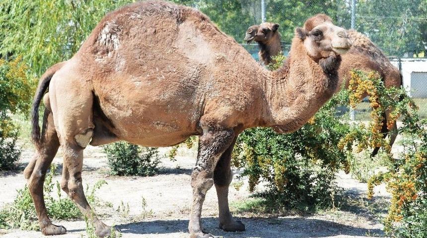 Sincan Evcil Hayvanlar Parkının Yeni &Uuml;yeleri