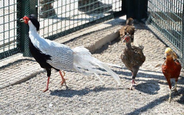 Sincan Evcil Hayvanlar Parkının Yeni Üyeleri