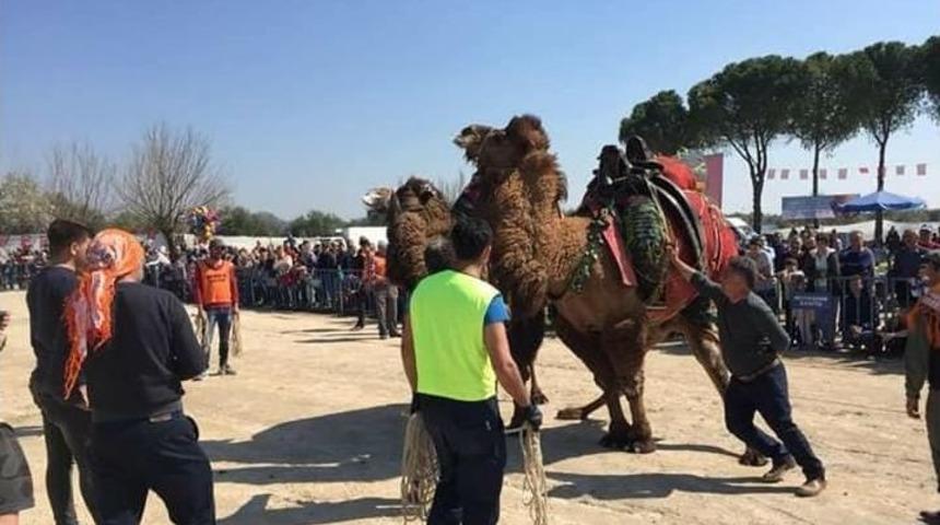 Saruhanlı&rsquo;da 68 Deve Kıran Kırana G&uuml;reşti