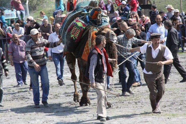 Saruhanlı’da 68 Deve Kıran Kırana Güreşti