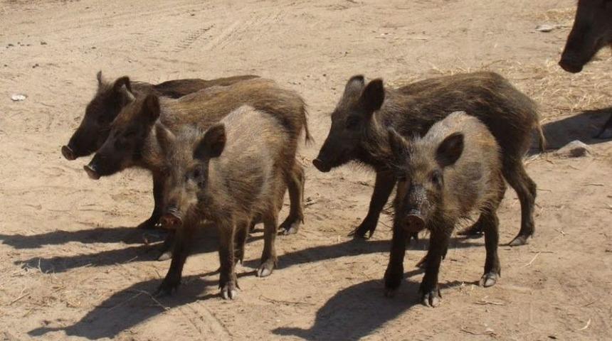 Bozdoğan’da Zirai Amaçlı Domuz Avı Yarın Başlıyor