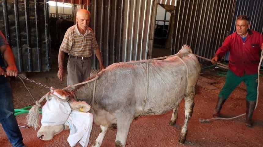 Yozgatlı Kasaptan Kurban Yatırma Tekniği