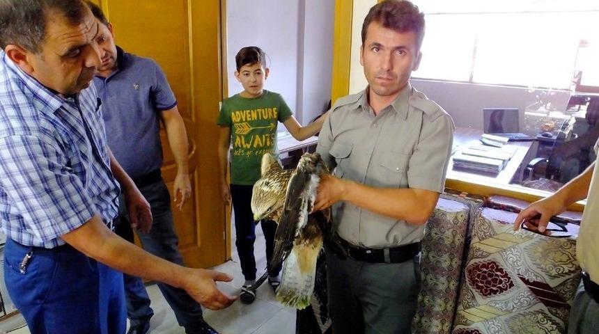 Yaralı Bulduğu Kızıl Şahini Yetkililere Teslim Etti