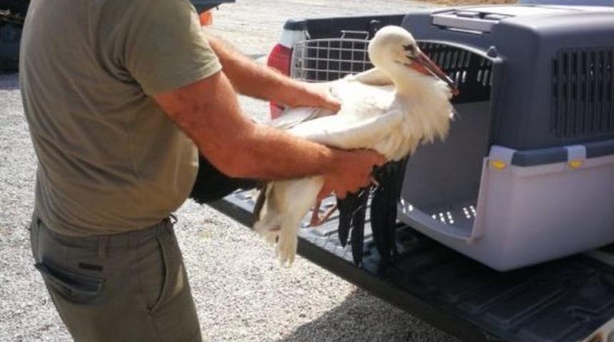 Yaralı Leylek Tedavi Altına Alındı
