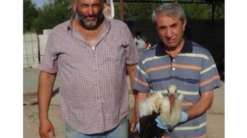 Kangren Olan Leylek Tedavi Altına Alındı