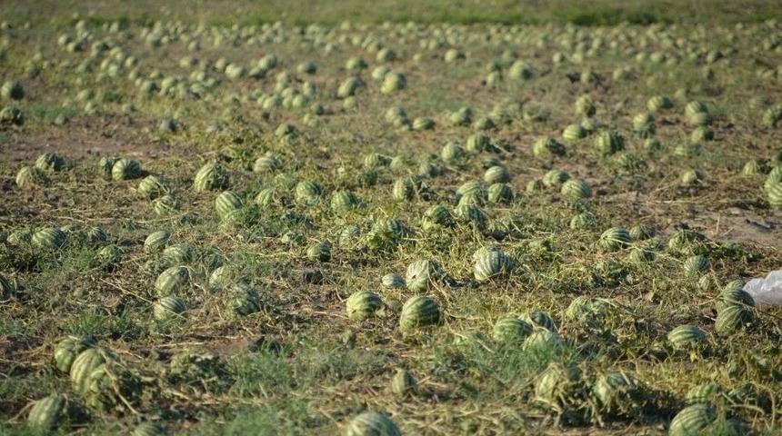 Tonlarca Karpuz Dolu Nedeniyle Zarar G&ouml;rd&uuml;