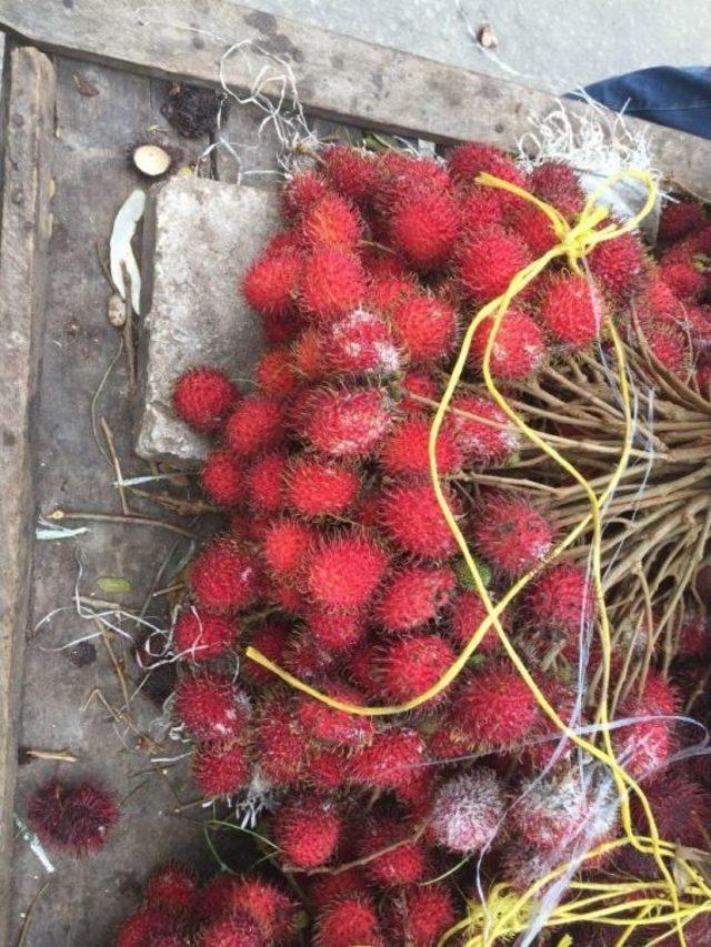 (özel Haber) Tanzanya’nın Asil Meyvesi: “rambutan”